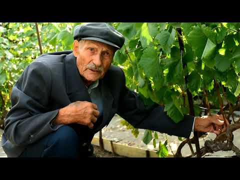 Видео: На винограднике у Андрея Демьяновича Иващенко в августе 2019