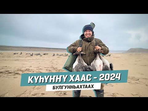 Видео: Күһүҥҥү хаас - 2024 | БУЛГУННЬАХТААХ