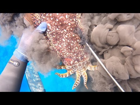 Видео: Ловите и ешьте огромных кальмаров, ныряя в шкуру.