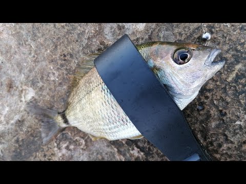 Видео: Утренняя рыбалка на Чёрном море. Рокфишинг. Ласкирь, скорпена