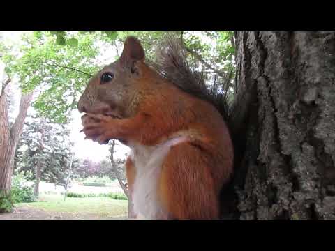 Видео: Вкусный орех у белки) The squirrel has a tasty nut)