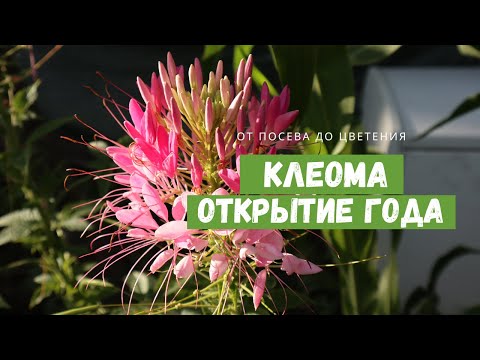 Видео: Растение, в которое я влюбилась / КЛЕОМА в моём саду / От посева до цветения и сбора семян