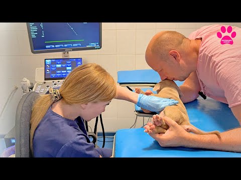 Видео: С этим щенком что-то не так... Кто хочет его забрать?