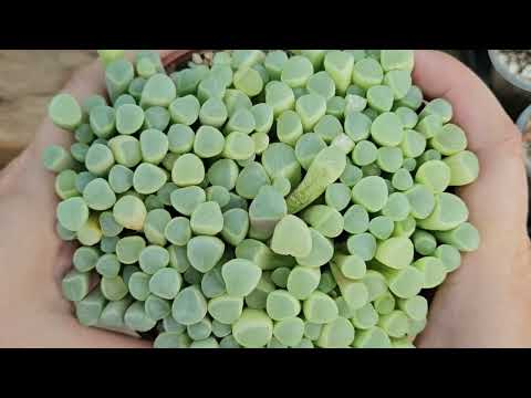 Видео: Пересаживаю огромную фенестрарию