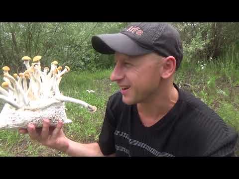 Видео: Фільм - Грибний Тріп  - 1 серія