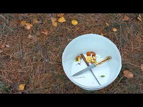 Видео: Жовтень та грибочки. #грибывлесу #грибы2025 