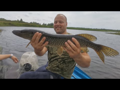 Видео: КРУПНЯК ЗАГИБАЕТ СПИННИНГ! Рыбалка На Поплавок На Лесной Реке!