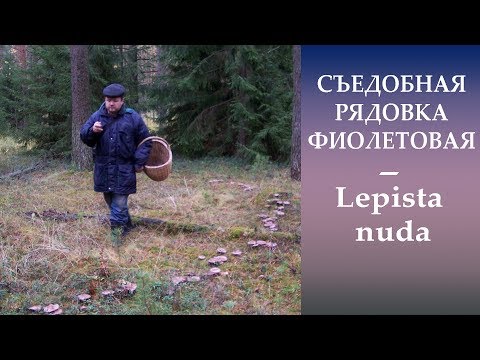 Видео: Съедобная Рядовка фиолетовая - Lepista nuda