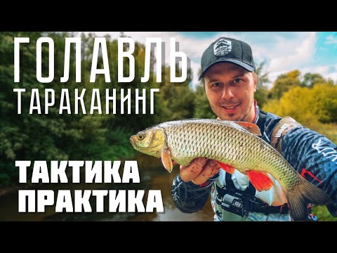 Видео: ГОЛАВЛЬ В ИЮНЕ! Тактика и практика ловли. ТАРАКАНИНГ на малой реке.
