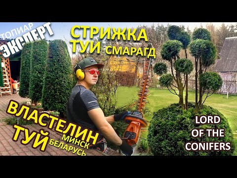 Видео: СТРИГУ ТУИ СМАРАГД ПРАВИЛЬНО. ТОПИАР. /властелин туй/ Стрижка туи Минск_Беларусь