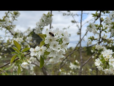 Видео: Наша плантация в Стрелово в апреле