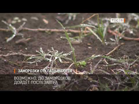 Видео: Заморозки откладываются