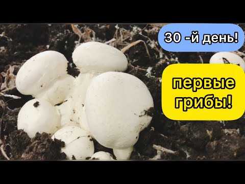 Видео: ПЕРВЫЕ ШАМПИНЬОНЫ НА ПОЛКАХ! Скоро начнём полноценный сбор! Поднимаем волну!