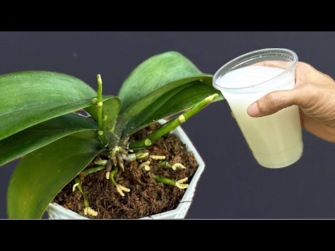 Видео: Полейте под орхидею! Внезапно появятся 100 корней, которые будут цвести 4 сезона.