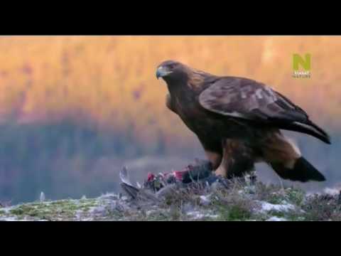 Видео: Владыка воздуха Беркут (BBC planet earth)
