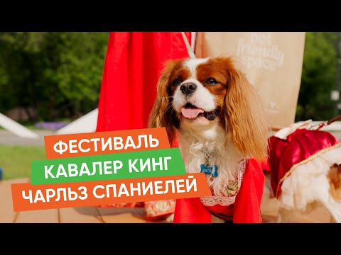 Видео: Кавалер Кинг Чарльз Спаниель – идеальный компаньон? Отзывы и впечатления с фестиваля