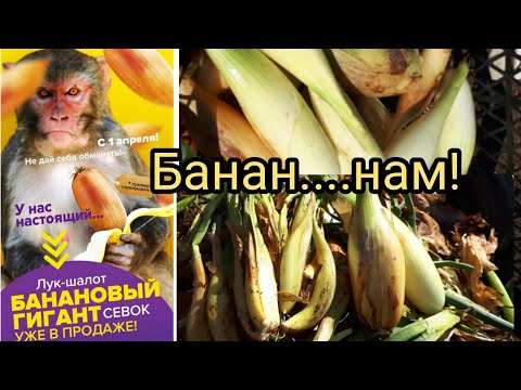 Видео: Этот лук шалот того НЕ стоил! 😠
