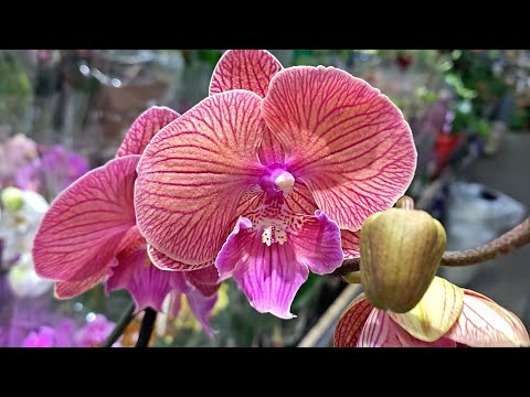 Видео: Привоз ОРХИДЕЙ в Леруа Мерлен на пр. Испытателей, СПБ.