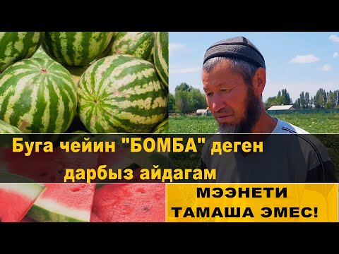 Видео: Дарбыз эгип киреше тапкан Таластык дыйкан. 1 гектардан 50 тонна дарбыз жыйнайт. КМЦ Кыргызстан