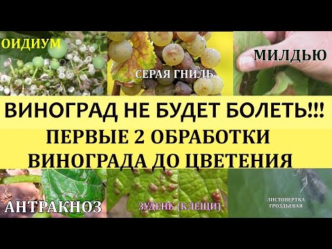 Видео: ВИНОГРАД НЕ БУДЕТ БОЛЕТЬ!!! ПЕРВЫЕ 2 ОБРАБОТКИ ВИНОГРАДА ПЕРЕД ЦВЕТЕНИЕМ.Болезни винограда.