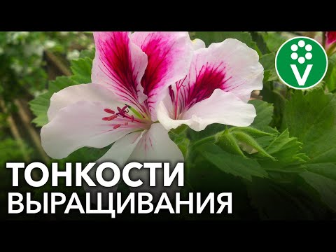 Видео: КОРОЛЕВСКАЯ ПЕЛАРГОНИЯ: все секреты выращивания в одном видео!