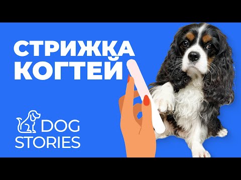 Видео: Подстричь когти собаке 🐕 Как часто, зачем и чем стричь ногти щенку