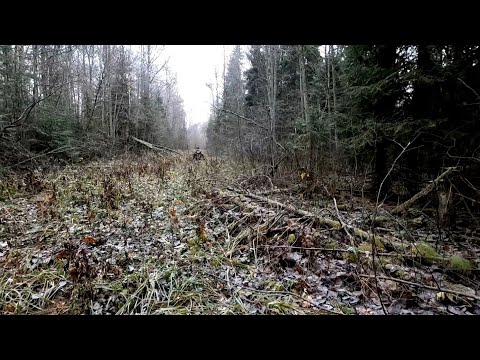 Видео: ОХОТА НА ЗАЙЦА С ГОНЧЕЙ! ДВА ДНЯ В ОХОТНИЧЬИХ УГОДЬЯХ!