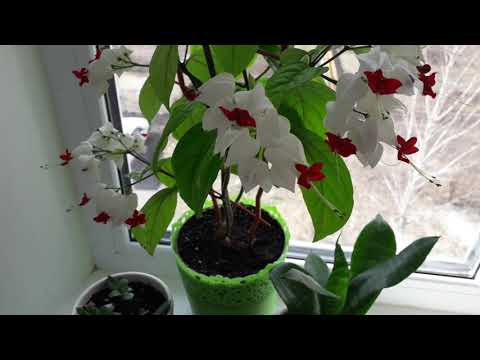 Видео: Буйное цветение КЛЕРОДЕНДРУМА!!!! НЕ ОЖИДАЛА)))) Посадка ГЛОРИОЗЫ))))