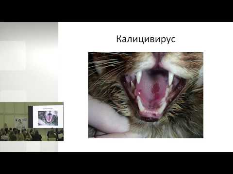 Видео: Ольга Сятковская - Респираторные инфекции кошек