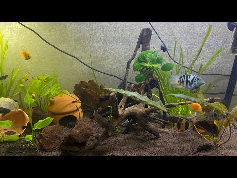 Видео: Как поживает мой 100 литровый аквариум?