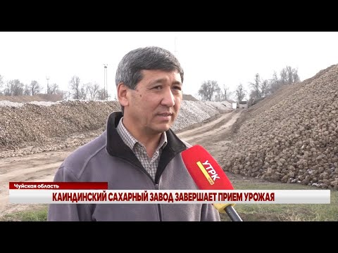 Видео: КАИНДИНСКИЙ САХАРНЫЙ ЗАВОД ЗАВЕРШАЕТ ПРИЕМ УРОЖАЯ: КРУГЛОСУТОЧНАЯ ПЕРЕРАБОТКА САХАРНОЙ СВЕКЛЫ