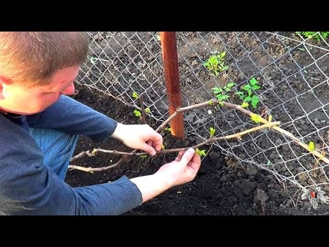 Видео: Выломка (НОРМИРОВКА) Зелёных ПОБЕГОВ на Молодых КУСТАХ ВИНОГРАДА