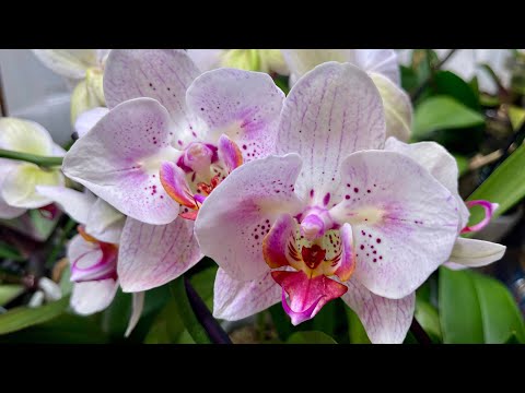 Видео: Новая цветочная локация 🤍🦋 место для подростков орхидей ##orchid #орхидеибабочки 