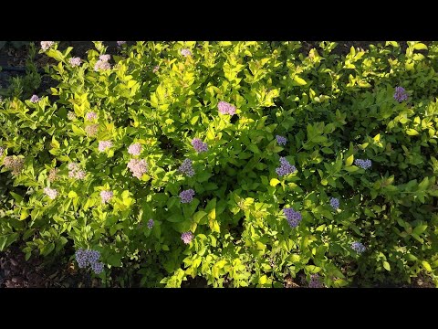 Видео: 5 сентября, центральная часть сада. 
