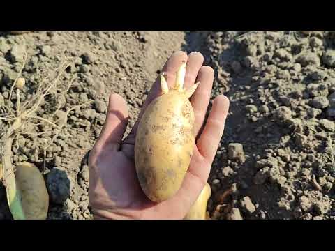Видео: 133#Врожай картоплі 2024 року. 20 - 21.08.2024