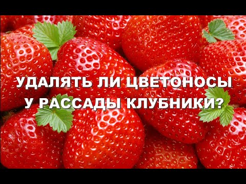 Видео: УДАЛЯТЬ ЛИ ЦВЕТОНОСЫ У РАССАДЫ КЛУБНИКИ?