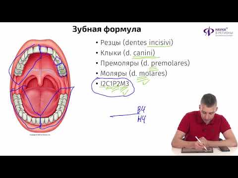 Видео: Биология |  Пищеварительная система