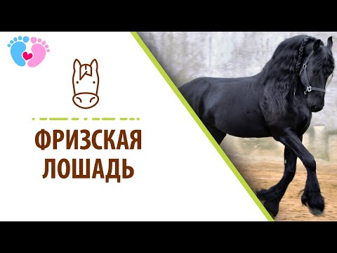 Видео: Фризская порода лошадей. Фризская лошадь