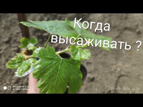 Видео: Когда высаживать саженцы в открытый грунт, когда открывать виноград?