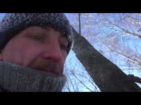Видео: Охота на куницу с лайкой в Омске. Натаска щенка. Куница и дымовуха