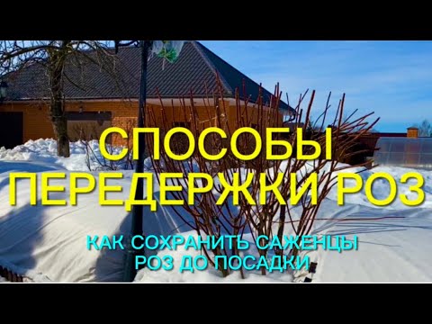 Видео: Розы. Это важно!!! Как сохранить розы до посадки в грунт. Ответы на Ваши вопросы.🌹🌹🌹