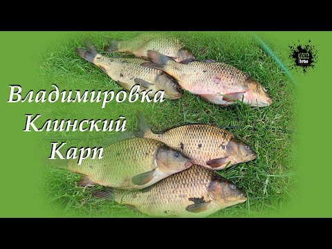 Видео: Клинский Рыбхоз, Владимировка, Карп. Рыбалка на флэт метод, Фидер Волжанка Оптима Эва Про ))