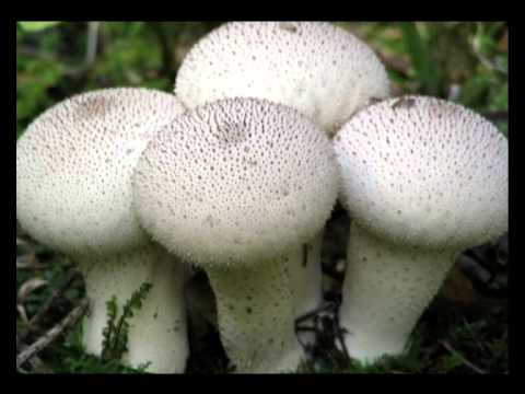 Видео: Природоведение 58. Грибы — Шишкина школа