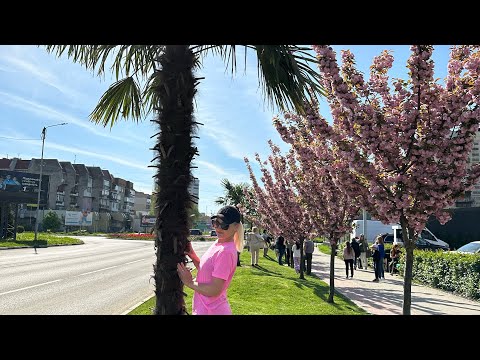 Видео: ШОК😳‼️ПАЛЬМИ В УЖГОРОДІ🌴😍👍Файне місто Закарпаття🥰🇺🇦7.04.2024💙💛