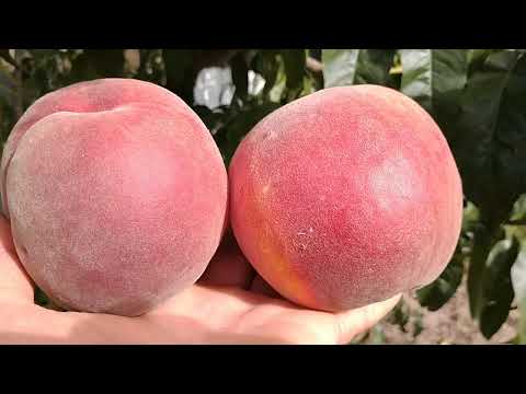 Видео: Персик Екстрім Світ. Peach Extreme Sweet. Солодка серія персиків. Обзор від Максі Сад