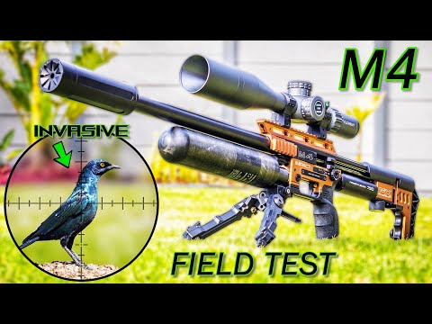 Видео: ПОЛЕВЫЕ ИСПЫТАНИЯ FX IMPACT M4 | Пули 26 гран | Борьба с вредителями из пневматического оружия Pi...