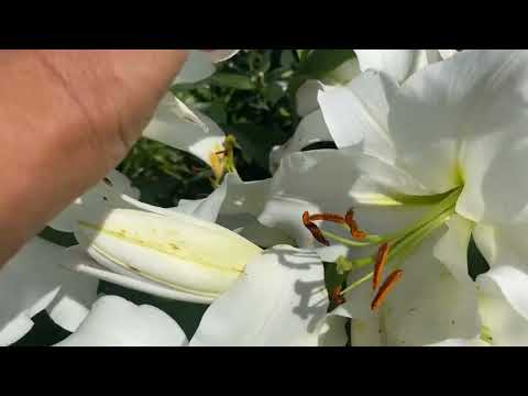 Видео: Прежде, чем сделать заказ у меня, посмотрите это видео