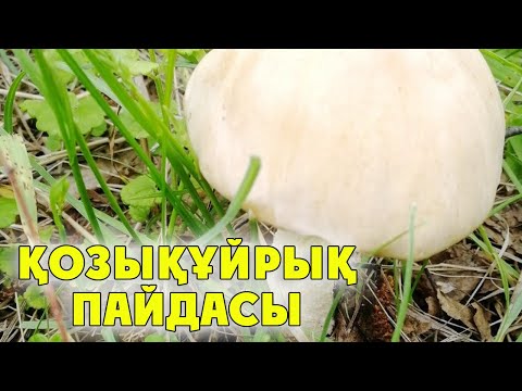 Видео: ҚОЗЫҚҰЙРЫҚТЫҢ ПАЙДАСЫ, ҚАЛАЙ ТАҢДАУ КЕРЕК