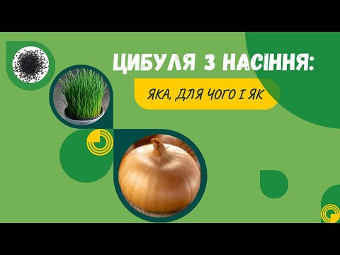 Видео: Як виростити цибулю з насіння за 4 місяці (і для чого це потрібно)