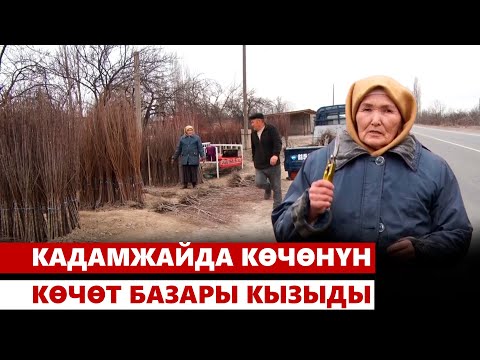 Видео: Кадамжайда көчөнүн көчөт базары кызыды